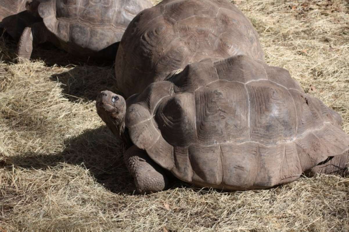 View Of Three Examples<br>(Location of Picture: Dallas Zoo, Texas, USA, Jan 2010)