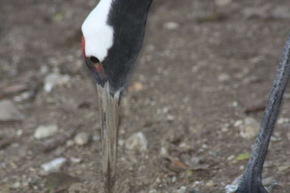 Side View Of Head<br>(Location of Picture: Dallas Zoo, Texas, USA, Jan 2010)