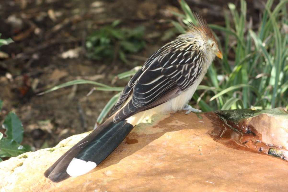 View Of Back and Tail<br>(Location of Picture: Dallas Zoo, Texas, USA, Jan 2010)