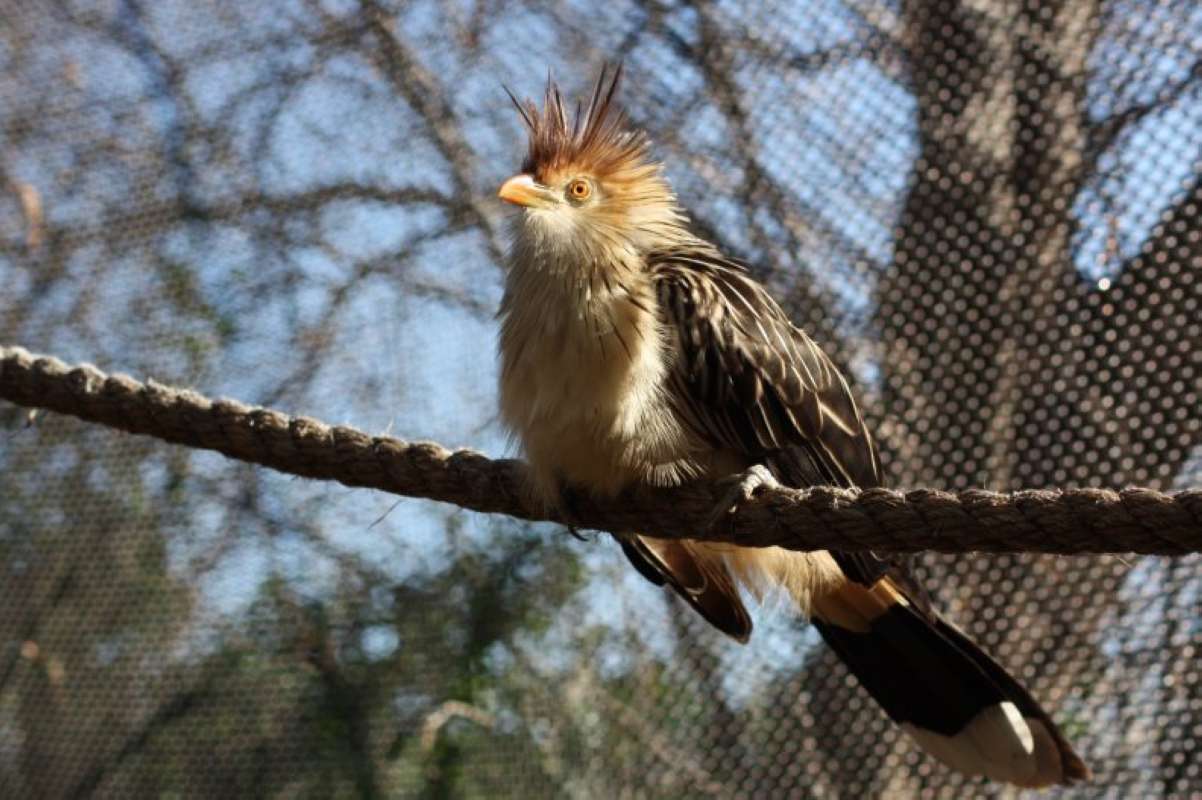 Breast and Head<br>(Location of Picture: Dallas Zoo, Texas, USA, Jan 2010)