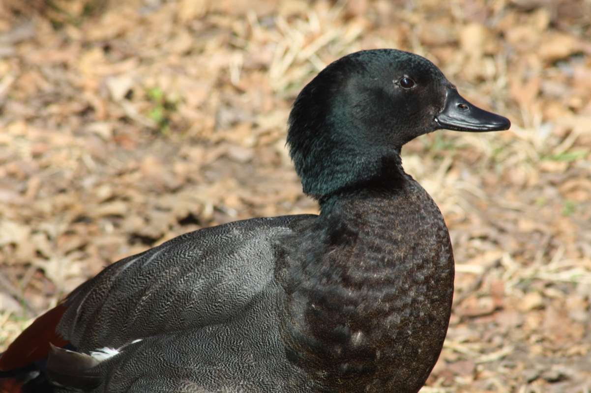 Side View Of Head<br>(Location of Picture: Dallas Zoo, Texas, USA, Jan 2010)