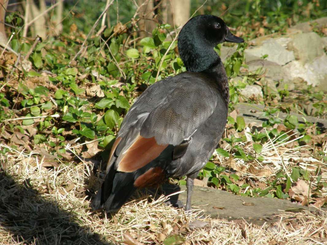 View Of Tail and Back<br>(Location of Picture: Dallas Zoo, Texas, USA, Jan 2010)
