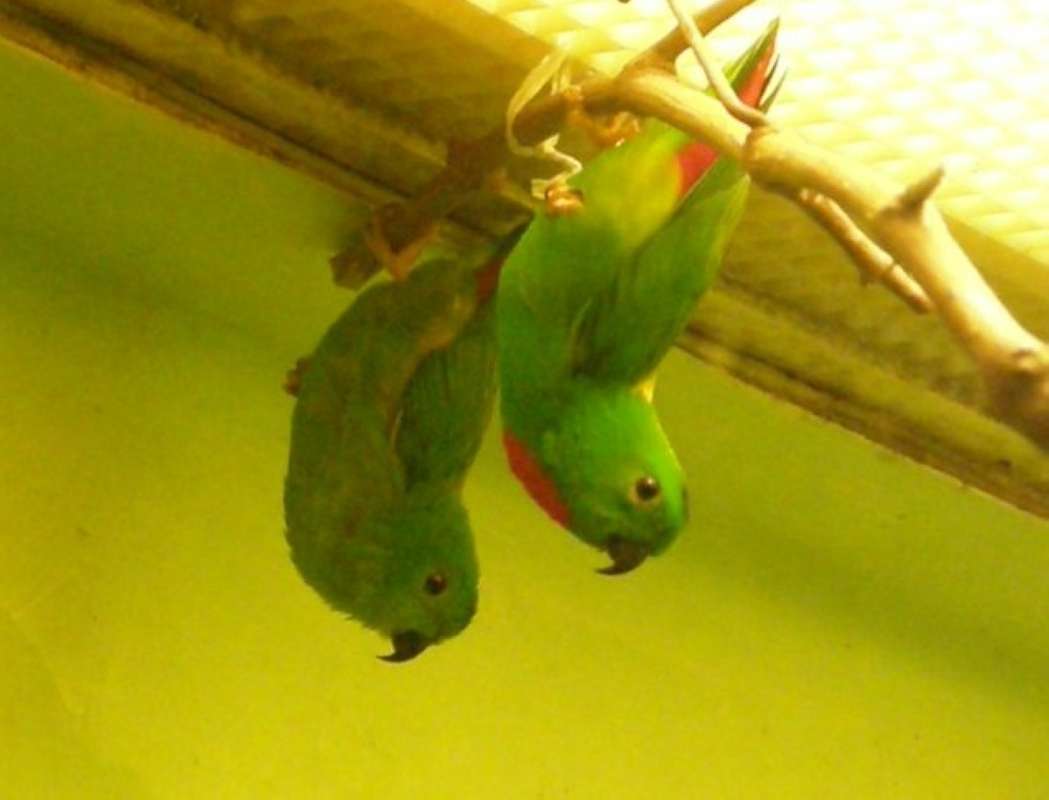 Hanging Pair<br>(Location of Picture: Dallas Zoo, Texas, USA, Jan 2010)