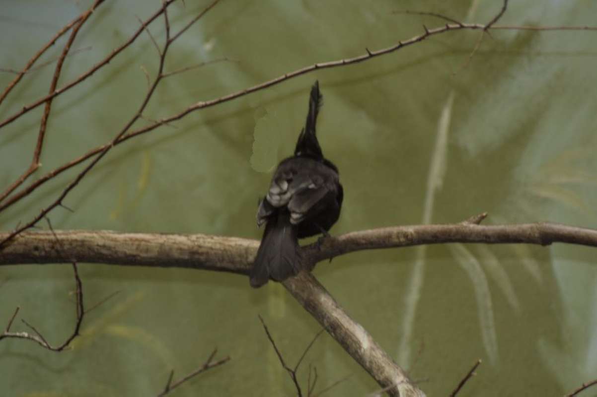Rear View<br>(Location of Picture: Dallas Zoo, Texas, USA, 2010)