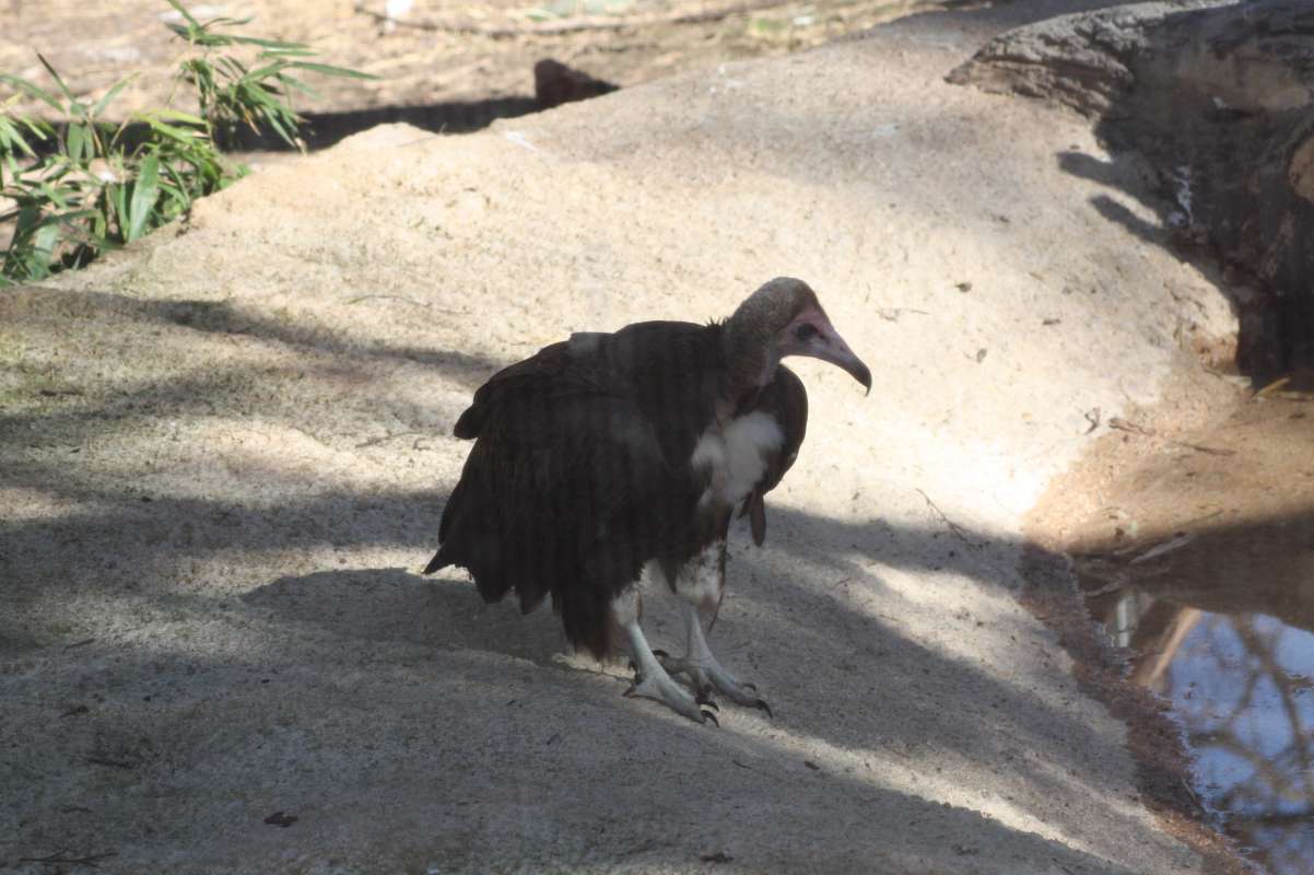 On Ground<br>(Location of Picture: Dallas Zoo, Texas, USA, Jan 2010)