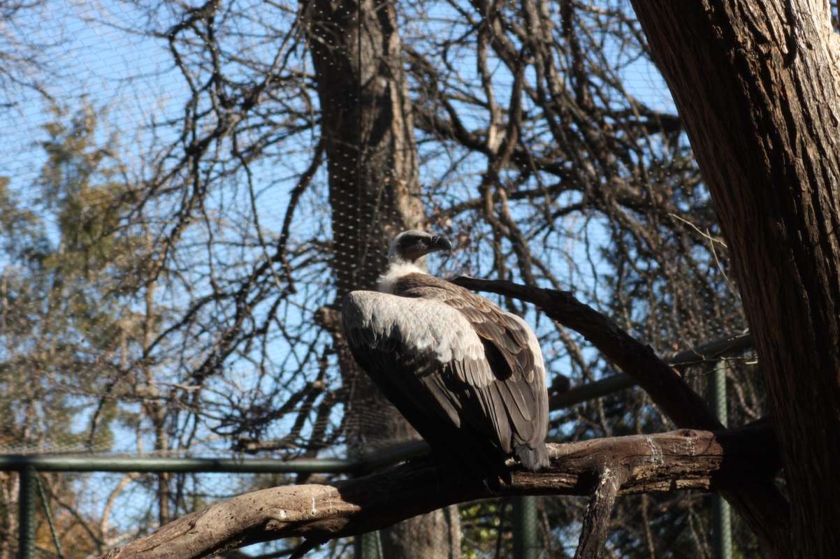 On Branch<br>(Location of Picture: Dallas Zoo, Texas, USA, Jan 2010)