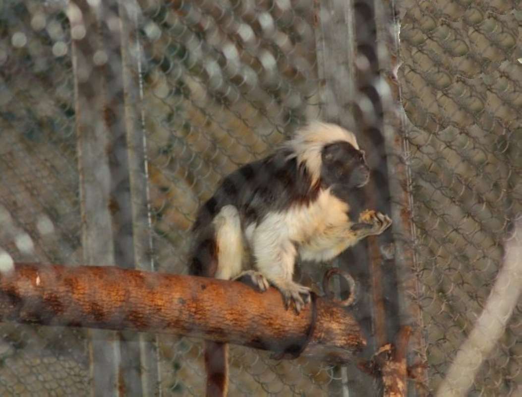 Eating<br>(Location of Picture: Dallas Zoo, Texas, USA, Jan 2010)