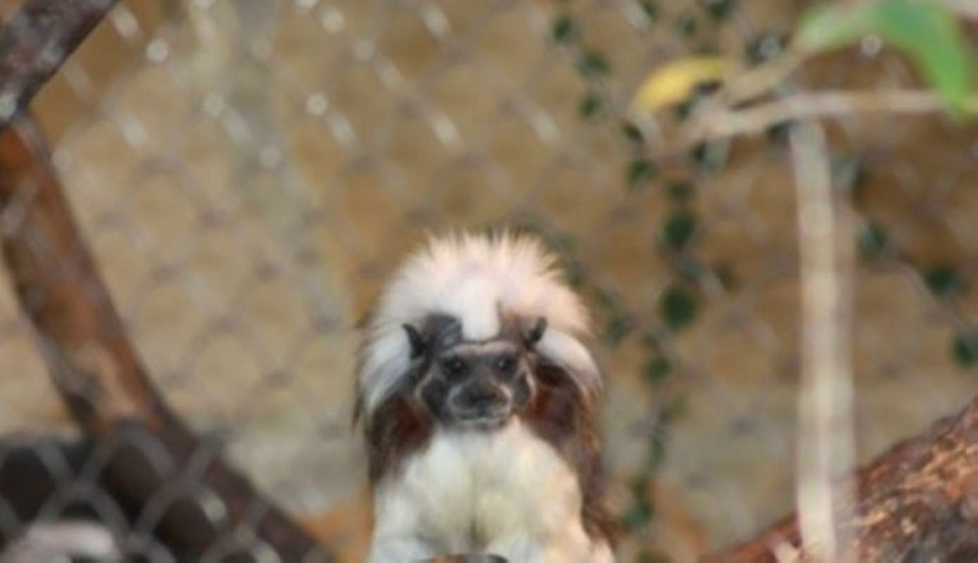 Front View<br>(Location of Picture: Dallas Zoo, Texas, USA, Jan 2010)