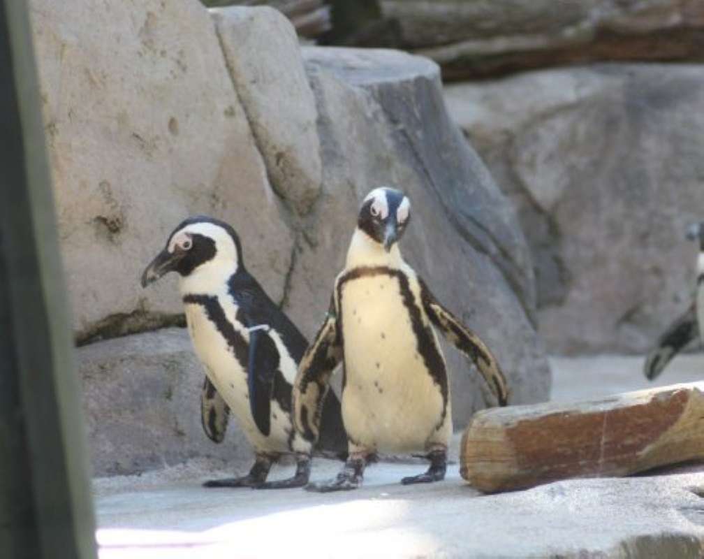Two Examples Walking<br>(Location of Picture: Dallas Zoo, Texas, USA, Jan 2010)