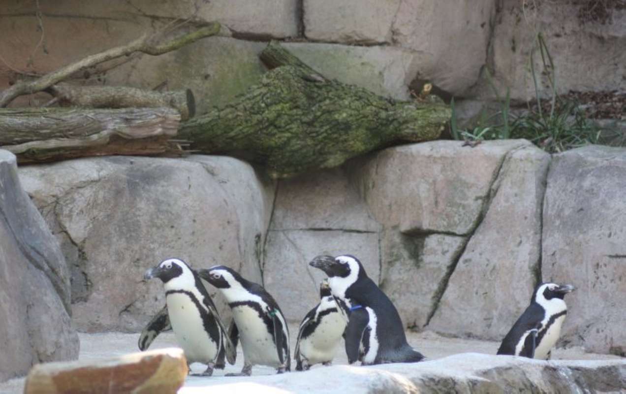 5 Examples Standing<br>(Location of Picture: Dallas Zoo, Texas, USA, Jan 2010)