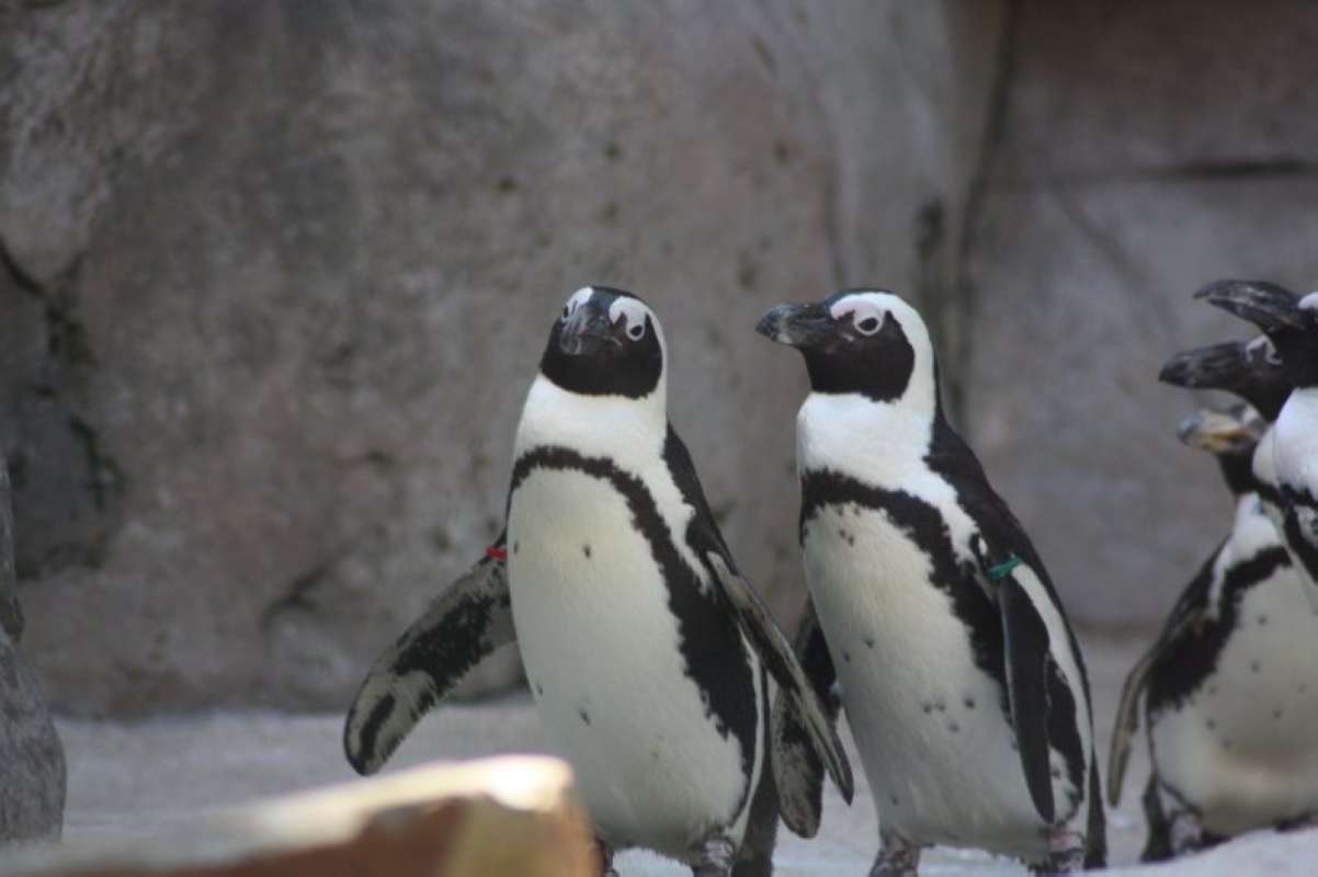 2 Examples Walking<br>(Location of Picture: Dallas Zoo, Texas, USA, Jan 2010)