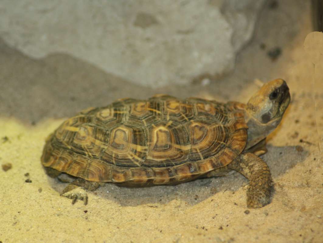 Side View<br>(Location of Picture: Dallas Zoo, Texas, USA, Jan 2010)