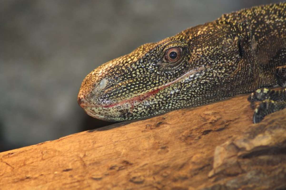 Head View<br>(Location of Picture: Dallas Zoo, Texas, USA, Jan 2010)