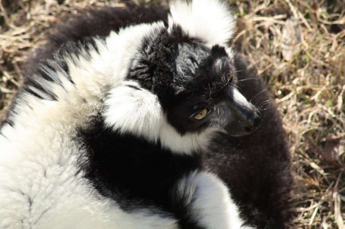 Close View Of Face<br>(Location of Picture: Dallas Zoo, Texas, USA, Jan 2010)