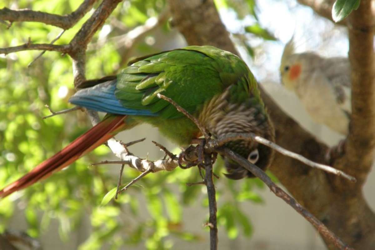 Close View<br>(Location of Picture: Dallas Zoo, Texas, USA, Jan 2010)