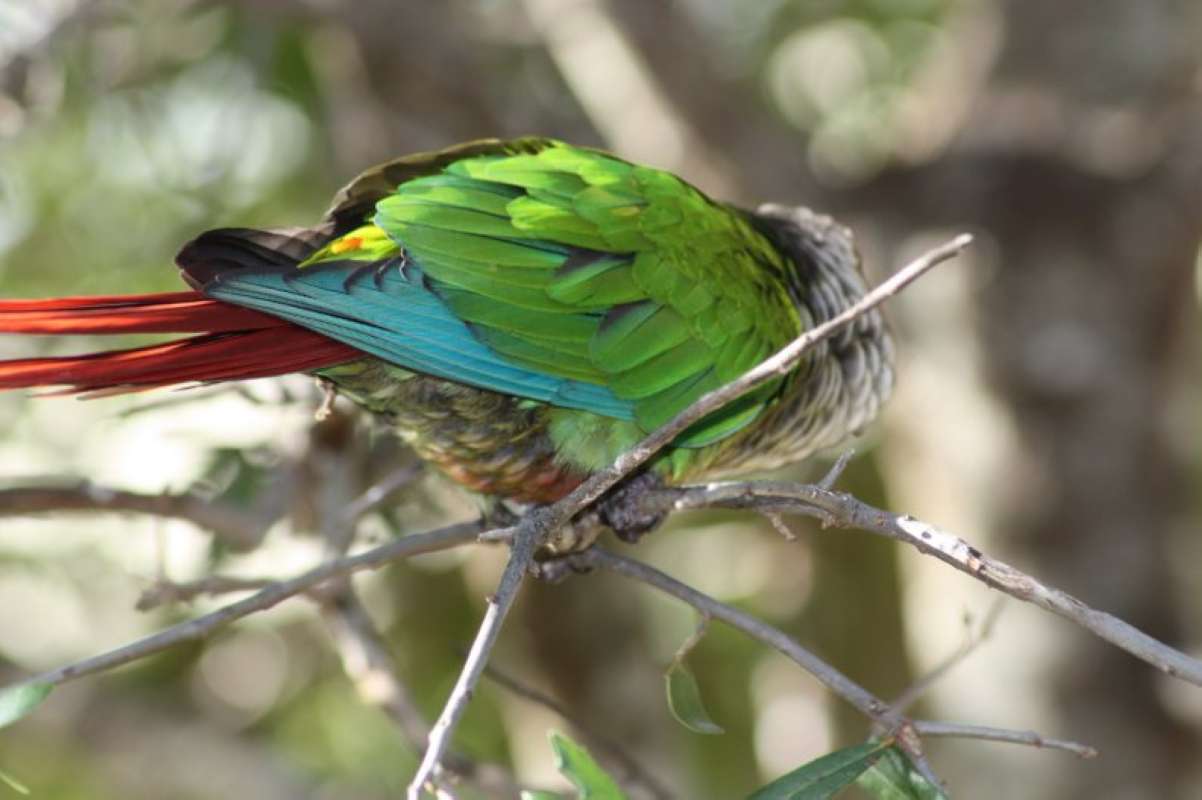 View Of Tail Feathers<br>(Location of Picture: Dallas Zoo, Texas, USA, Jan 2010)