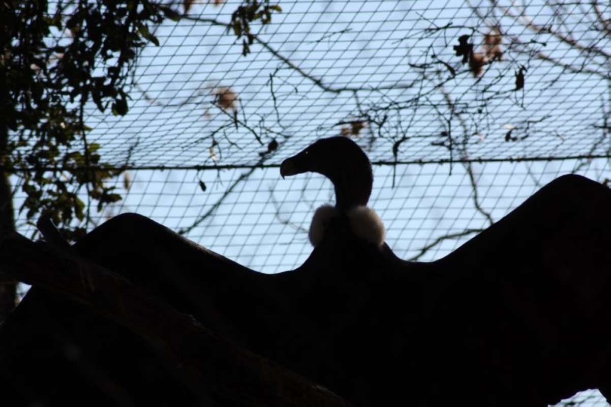Silhouette<br>(Location of Picture: Dallas Zoo, Texas, USA, Jan 2010)