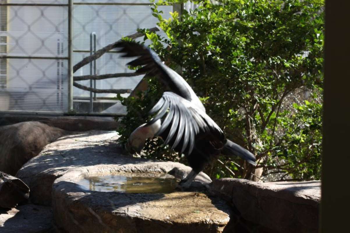 Wings Spread Size View<br>(Location of Picture: Dallas Zoo, Texas, USA, Jan 2010)