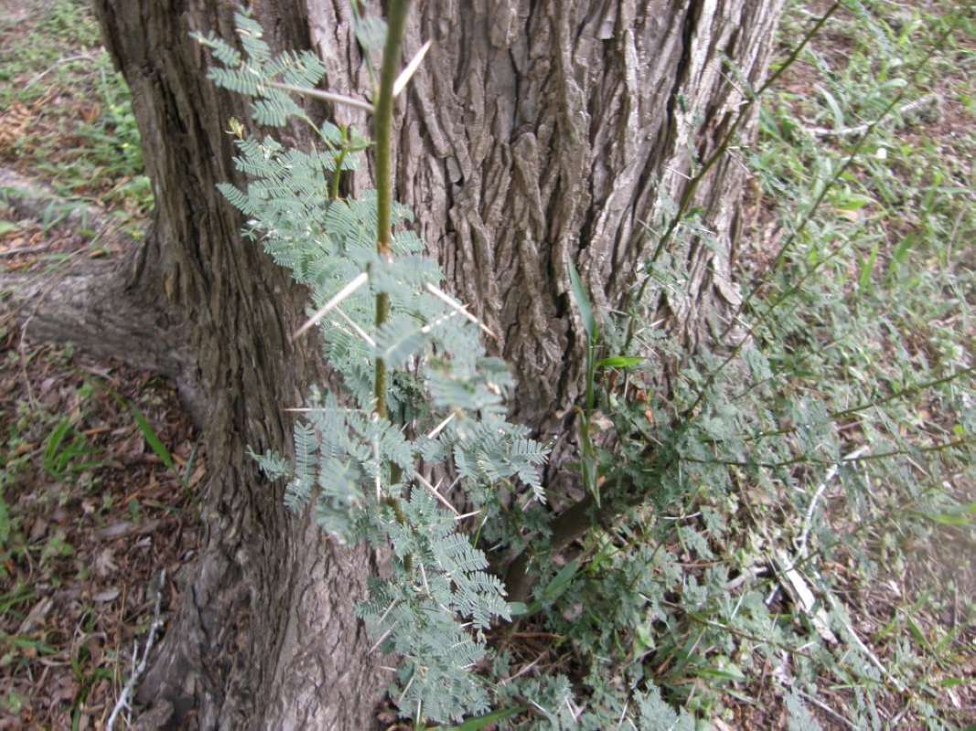 Silhouette<br>(Location of Picture: Base of Oak, Goliad Co.  SE Texas)