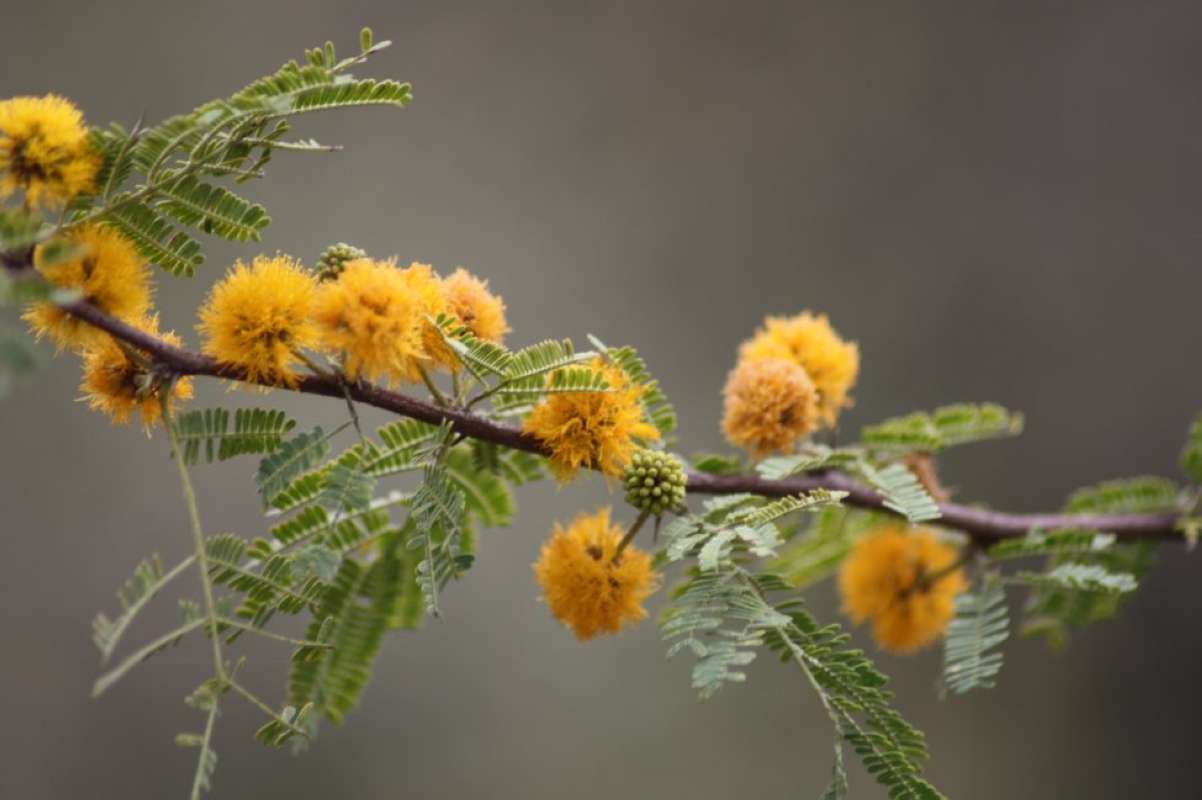 Branch<br>(Location of Picture: Hill Country, Texas, USA, 2011)