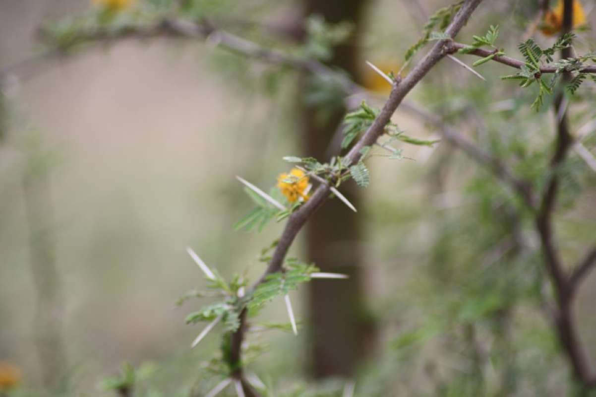 Spines<br>(Location of Picture: Hill Country, Texas, USA, 2011)