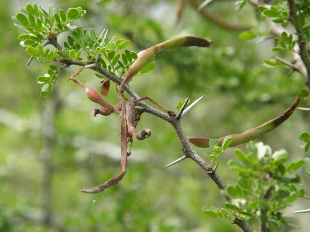Pod<br>(Location of Picture: Corpus Christi, San Patricio Co, Tx)