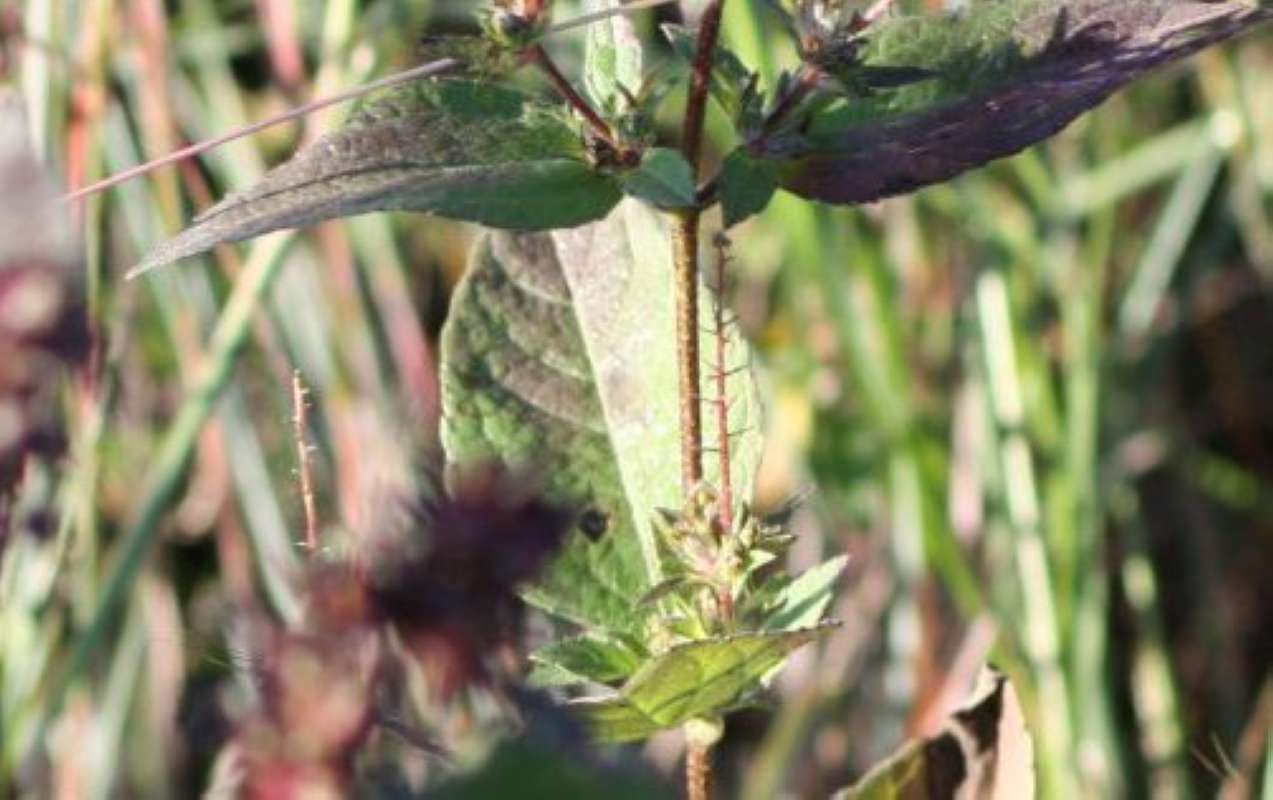 Leaves<br>(Location of Picture: LBJ Grasslands, Texas, 2011)
