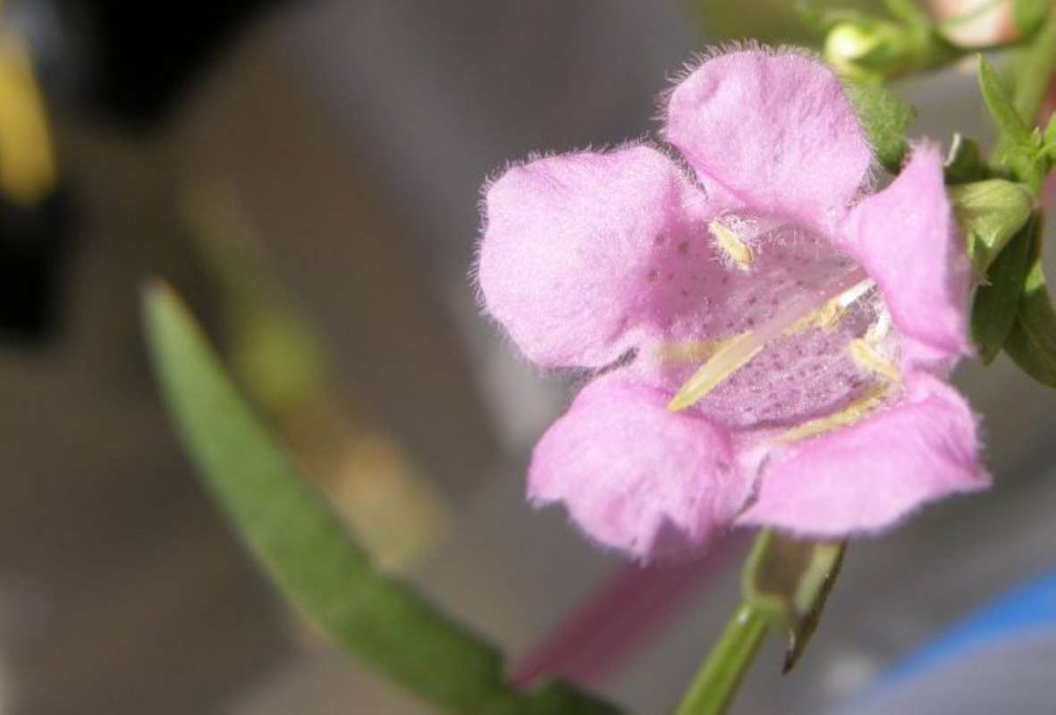 Pink Inside