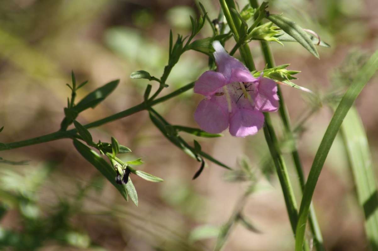 Top of Plant in Bloom<br>(Location of Picture: Lake Tawakoni SP, Hunt Co, Tx, '11)