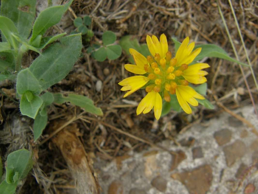 #2 of Flower Opening<br>(Location of Picture: Aransas Refuge, Texas, USA,  2011)