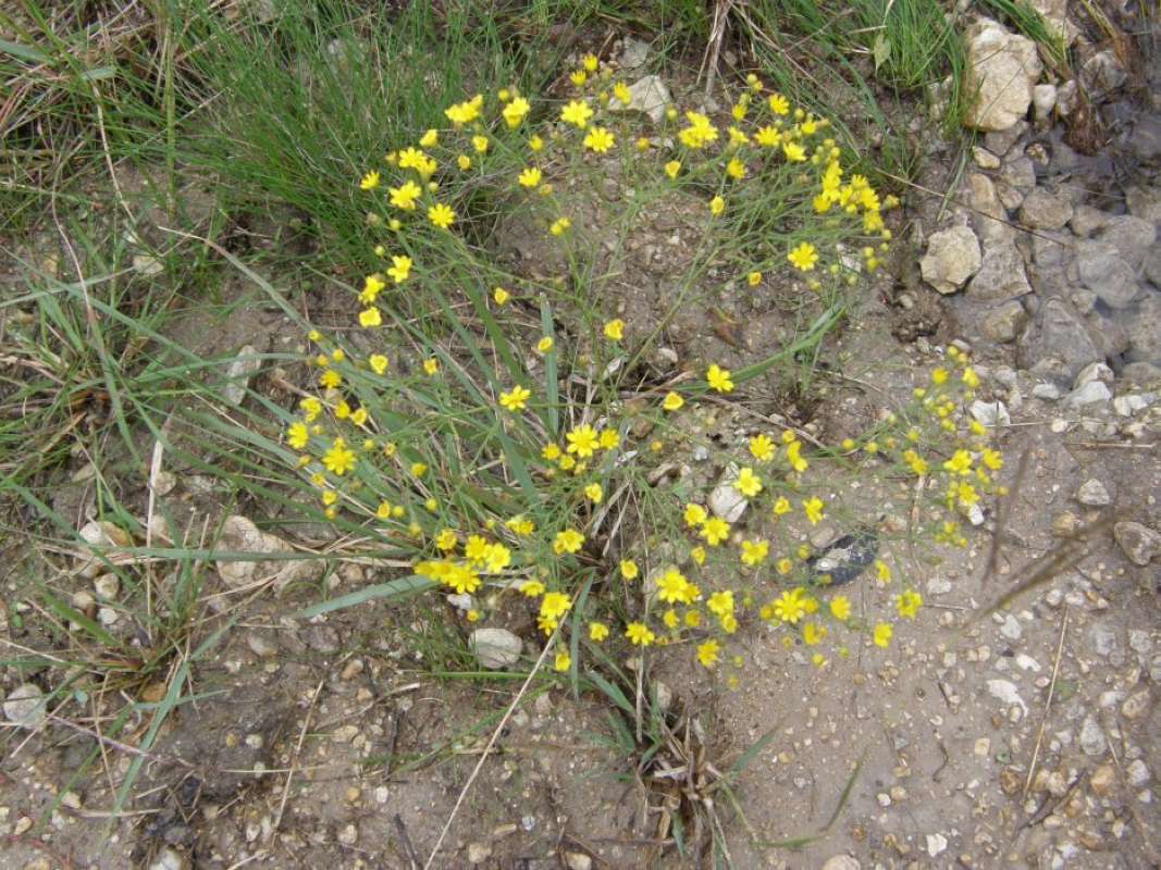 Habitat View<br>(Location of Picture: Bear Creek, Parker Co, Tx, 2011)