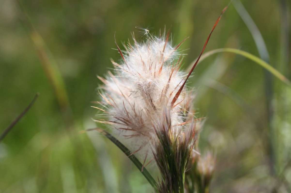 Mature Seeds<br>(Location of Picture: LBJ Grasslands, Texas, 2011)