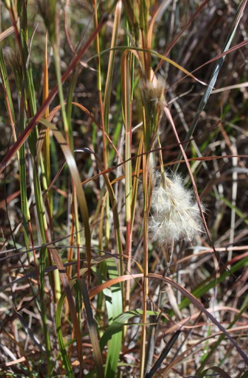 Stems<br>(Location of Picture: LBJ Grasslands, Texas, 2011)
