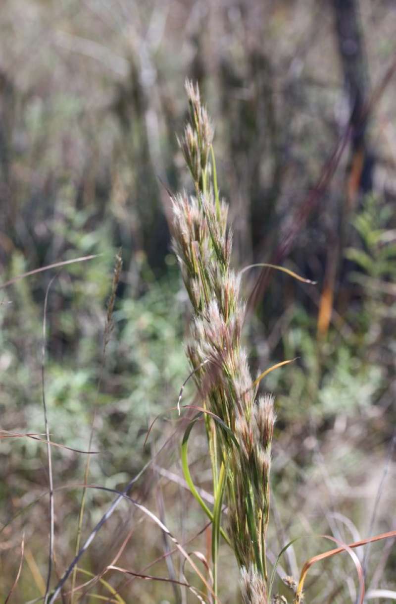 Top of Grass in Bloom<br>(Location of Picture: LBJ Grasslands, Texas, 2011)