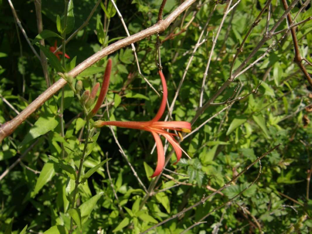 Flower Side<br>(Location of Picture: San Marcos, Hayes Co, Tx, 2011)