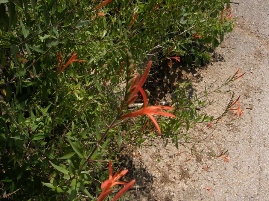 Silhouette<br>(Location of Picture: San Marcos, Hayes Co, Tx, 2011)