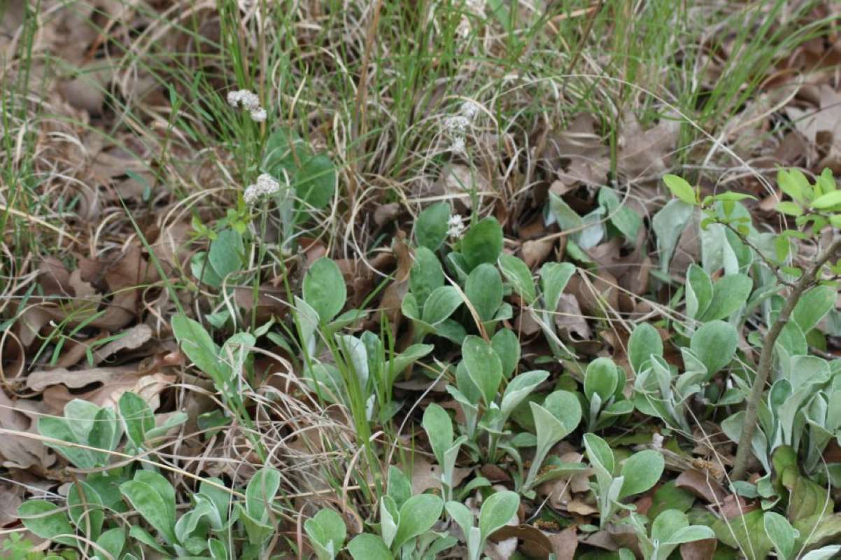 Habitat<br>(Location of Picture: Cooper Lake, Delta Co, Texas, 2011)