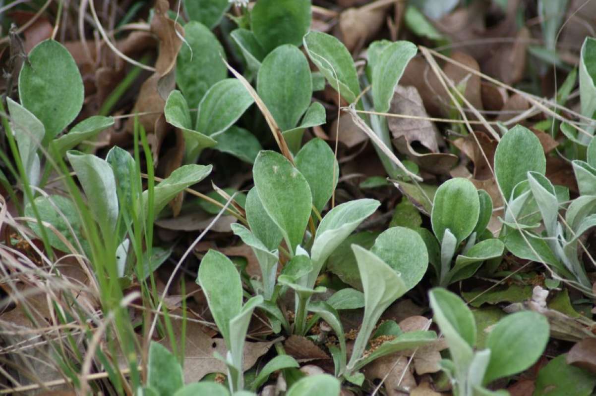 Young Leaves<br>(Location of Picture: Cooper Lake, Delta Co, Texas, 2011)