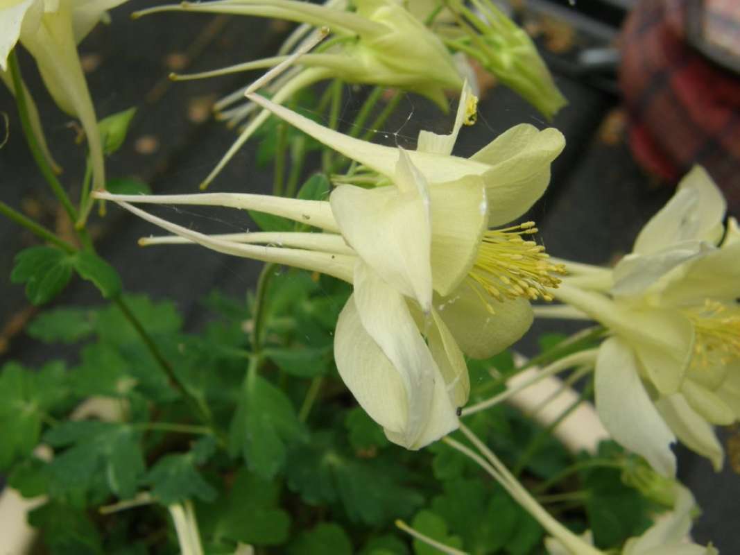 Flower - Side View<br>(Location of Picture: Azle, Parker Co, Texas, 2011)