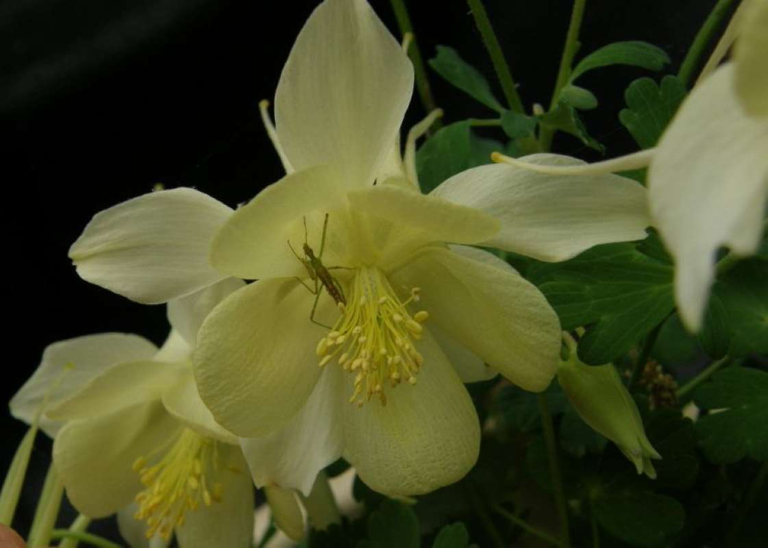 Stamens<br>(Location of Picture: Azle, Parker Co, Texas, 2011)