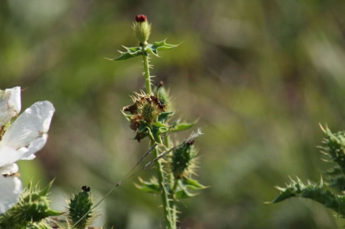 Bud