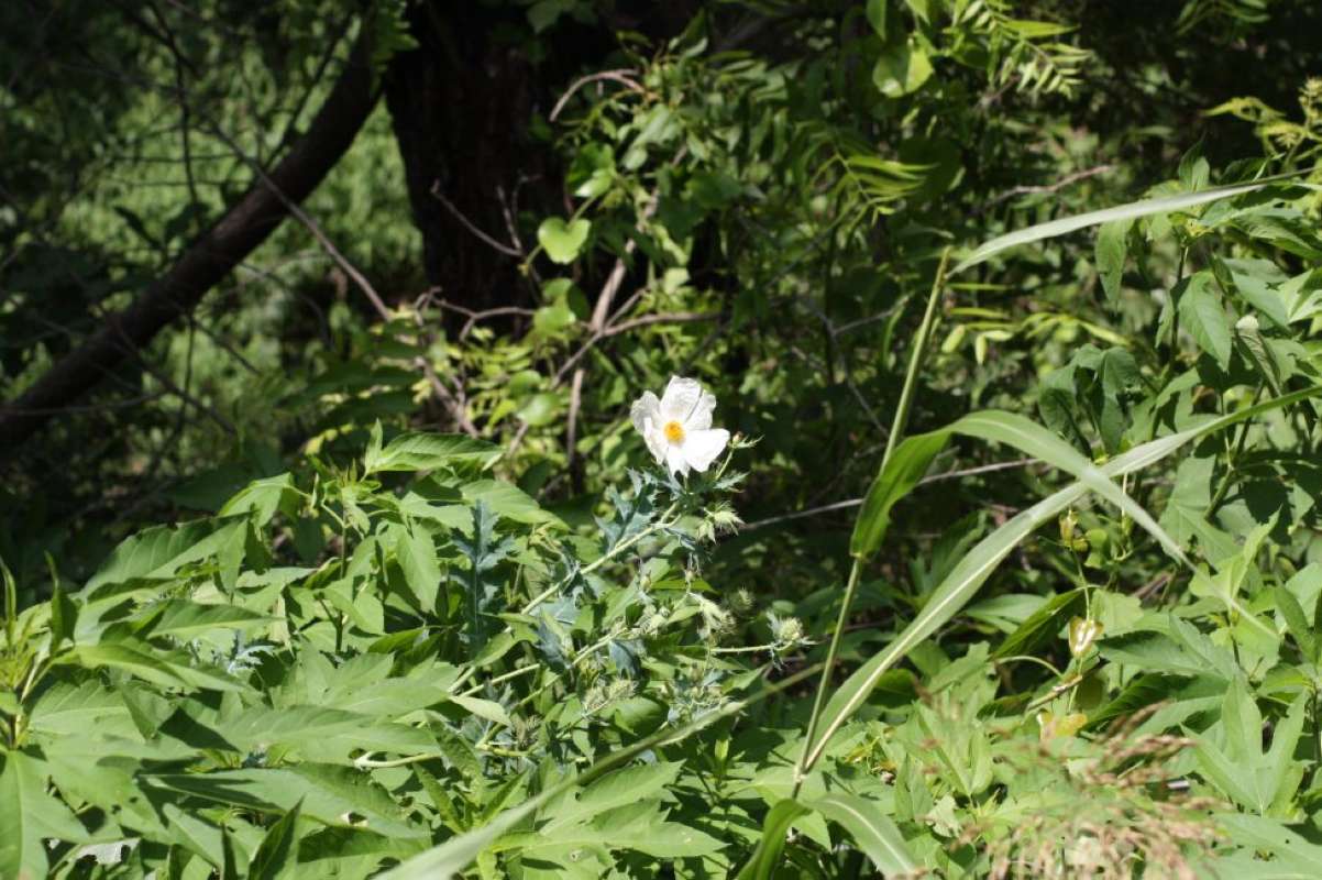 Habitat