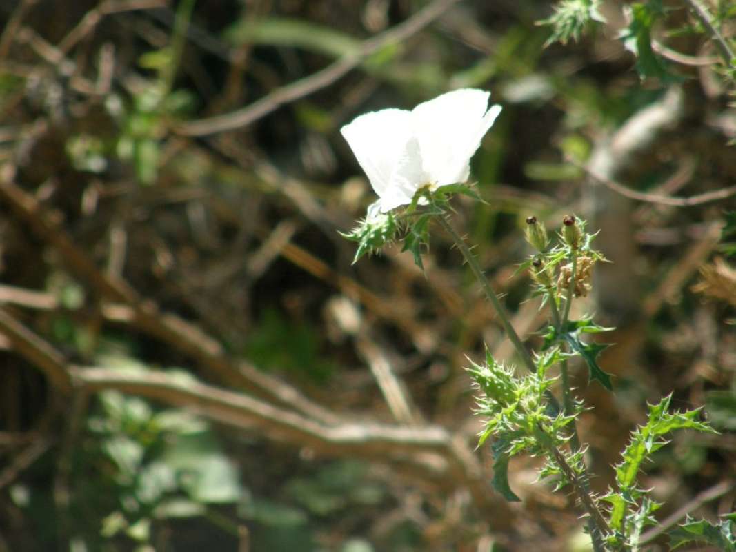 Top of Plant in Bloom - Flower Side<br>(Location of Picture: Nueces Co, Texas, USA, 2011)