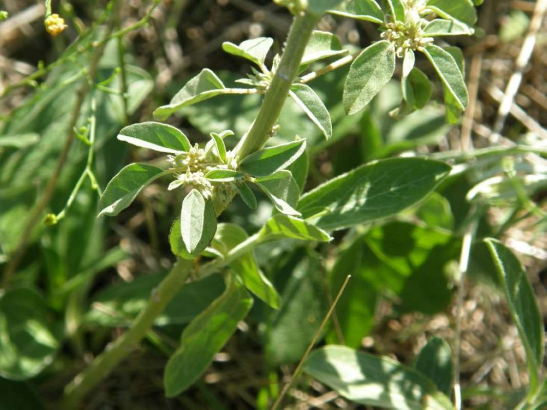 Flowers<br>(Location of Picture: Bear Creek, Parker Co, Texas, 2011)
