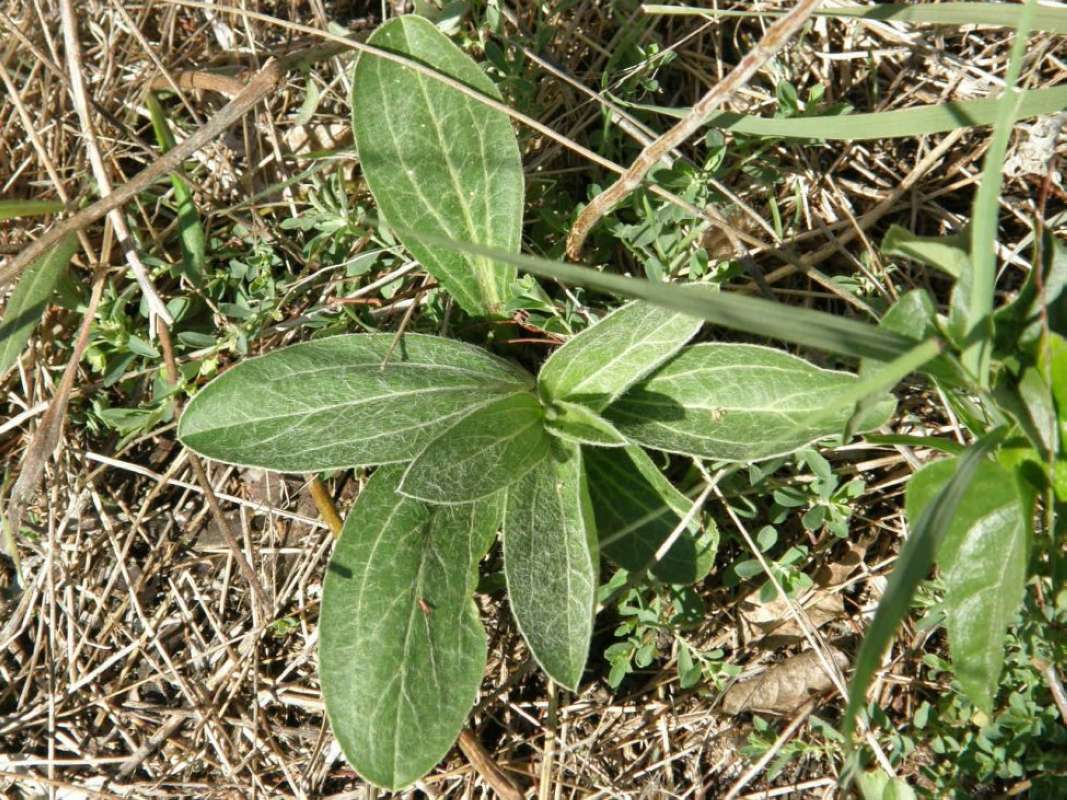 Basal Leaves<br>(Location of Picture: Bear Creek, Parker Co, Texas, 2011)