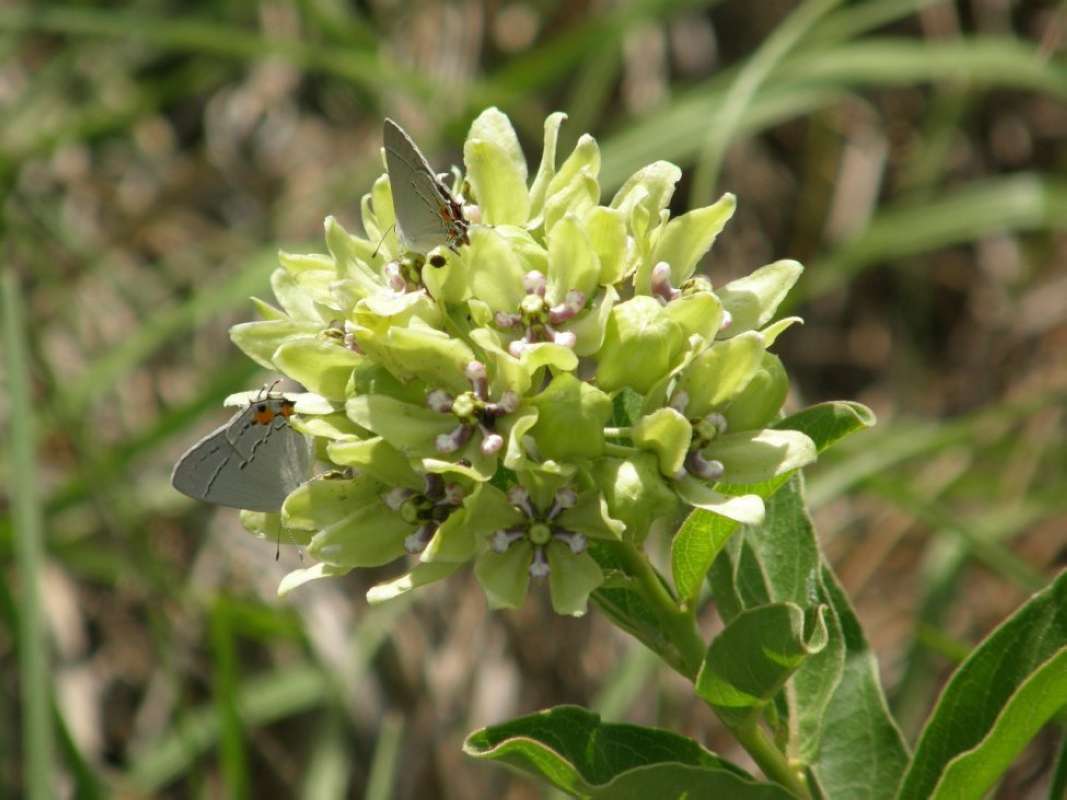 Top of Plant in Bloom<br>(Location of Picture: Hopkins Cnty, Texas, 2011)