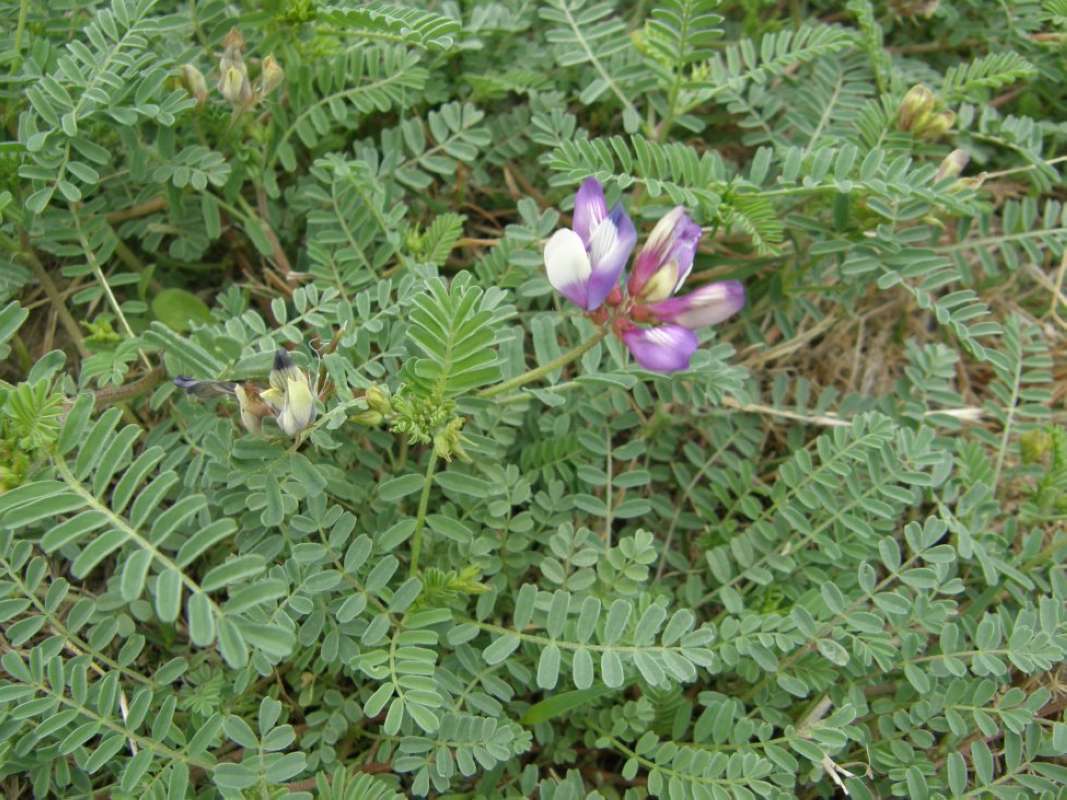 Top of Plant in Bloom<br>(Location of Picture: Texas, 2011)