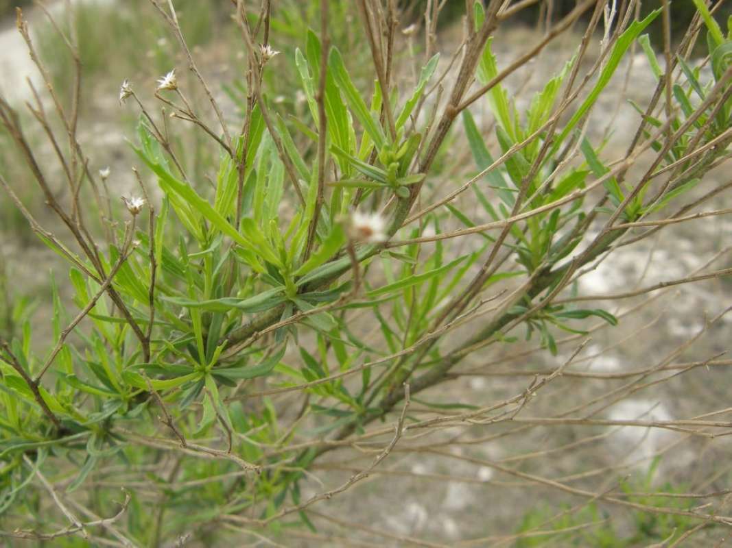 Leaves<br>(Location of Picture: Canyon Lake, Tx, March 2009)