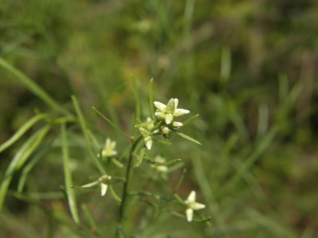 Single Flower<br>(Location of Picture: NC, Tarrant Co, Tx, USA, Sept, 2008)