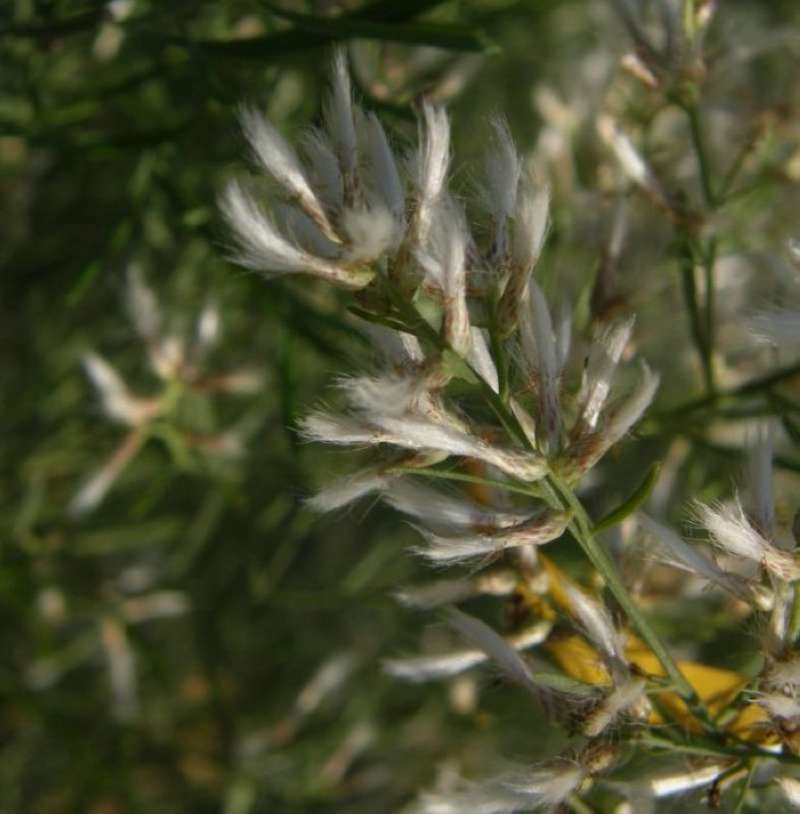 Seed Heads<br>(Location of Picture: NC, Tarrant Co, Tx, USA, Nov 3, '09)